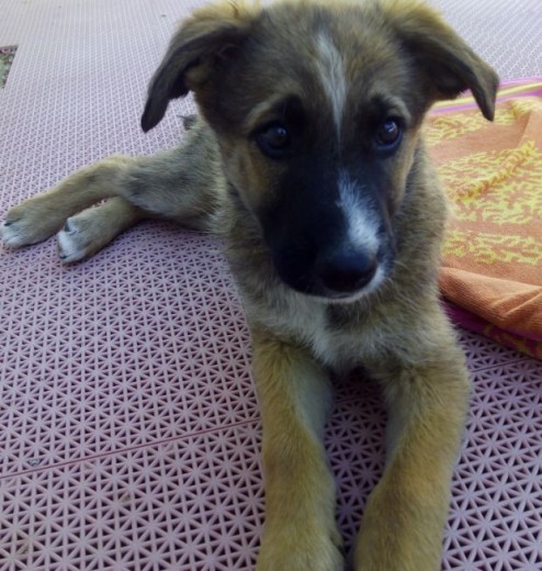 Se regala cachorro de raza grande. Mezcla de pastor alemán y mestizo. Los padres son excelentes guardianes y muy cariñosos. 
En La Roda (Albacete). Número de contacto: 662307949 o 680260339
